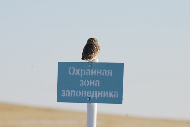 Сычик. Фото В. Кирилюк