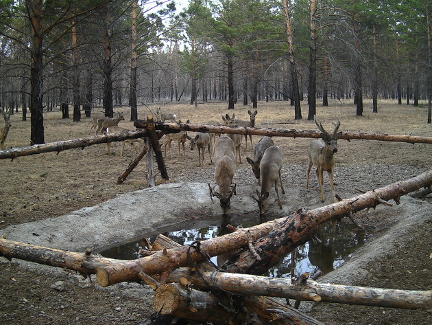 Косули на искусственном водопое.