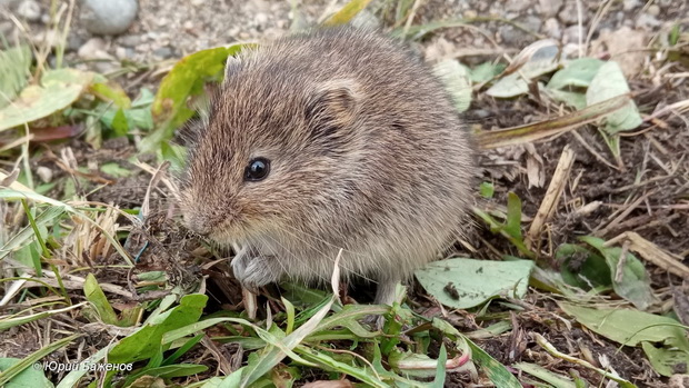 Узкочерепная полевка (Lasiopodomys gregalis). Фото Юрия Баженова.
