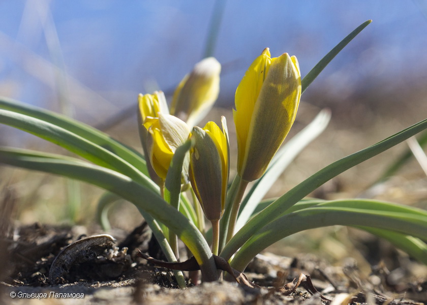 Тюльпан одноцветковый (Tulipa uniflora). Фото Эльвиры Паламовой