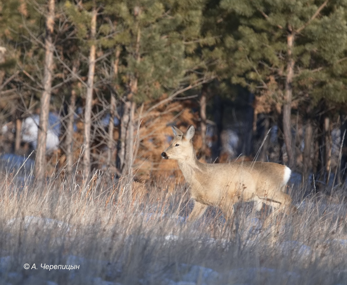Косуля сибирская. Фото А. Черепицына