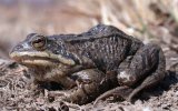 Сибирская лягушка (Rana amurensis), фото О. Горошко