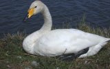 Лебедь-кликун (Cygnus cygnus), фото О. Горошко