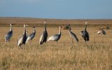 Даурские журавли (Grus vipio), осеннее скопление в окрестностях Торейских озер, фото О. Горошко 