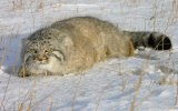 Манул (Felis manul), фото В. Кирилюк